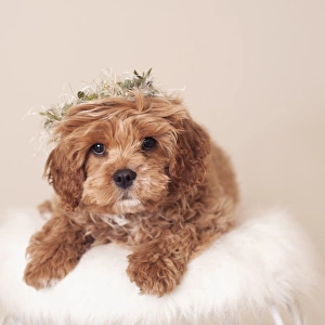 Puppy prince