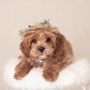 Australian Views Print: Floral Crowned Brown Caboodle Puppy