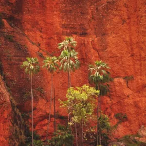 Purnululu Palm Trees East Kimberley Region