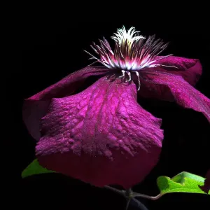Purple clematis flower