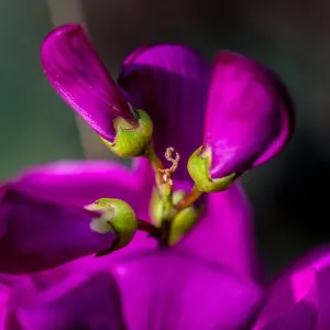 Purple flower