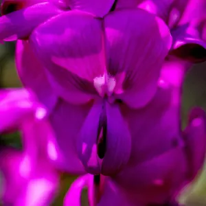 Purple flowers