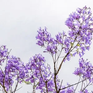 Purple flowers of the Jacaranda Tree