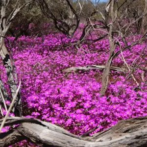 Purple Scene in the middle of nowhere on the way to Mt Augustus in Western