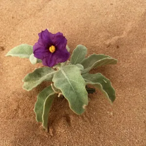 Purple wildflower growing on a sand dune Western Australia outback