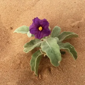 Purple wildflower growing on a sand dune Western Australia outback