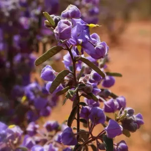 A purple wildflower in the outback areas of Western Australia