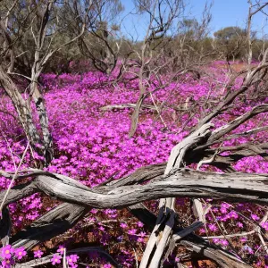 Purple Wildflowers Print near Mt Augustus Western Australia Purple Wildflowers Print near Mt Augustus Western Australia