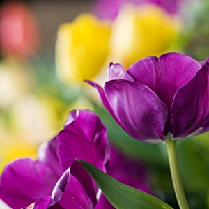 Purple and yellow tulips