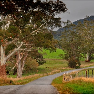 Pyangana road in the island state, Tasmania, Australia