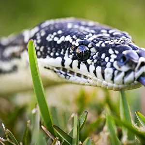 Python on grass