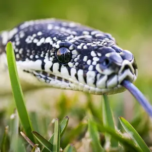 Python on grass Python on grass