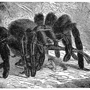 19th Century Queensland Whistling Tarantula Print 19th Century Queensland Whistling Tarantula Print