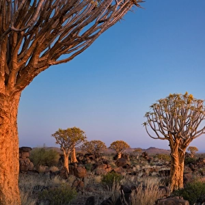 Quiver Tree at Giants Playground in Keetsmanshoop, Namibia, Afrika