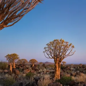 Quiver Tree at Giants Playground in Keetsmanshoop, Namibia, Afrika