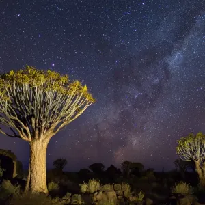Quiver Trees with Milky Way at Giants Playground in Keetsmanshoop, Namibia, Africa