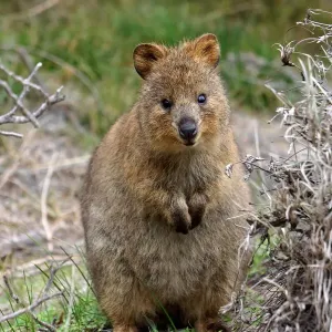 Quokka Quokka