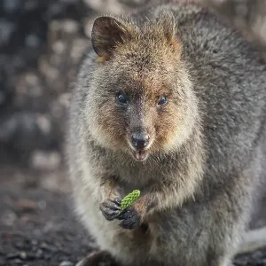 Quokka Quokka