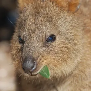 Quokka Quokka