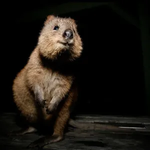 Quokka Quokka