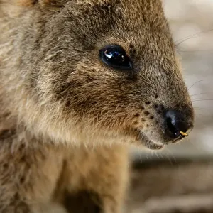 Quokka Quokka