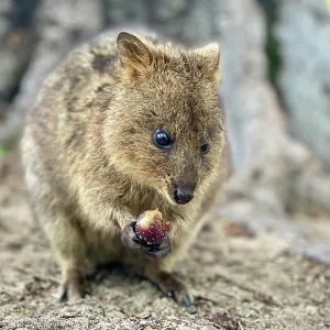 Quokka on Rottnest Island