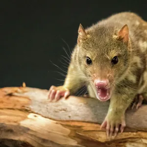 Quoll Agro