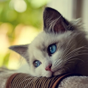 Ragdoll kitten with blue eyes looking out window