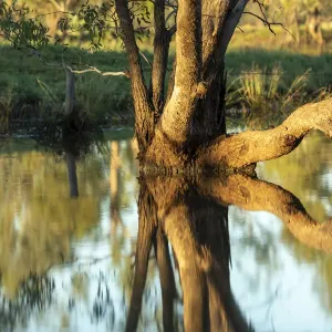Much Needed Rainwater Print, St George Australia