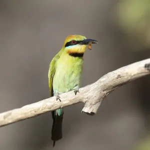 Rainbow Bee-eater