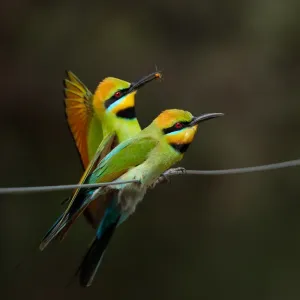Rainbow Bee-eater
