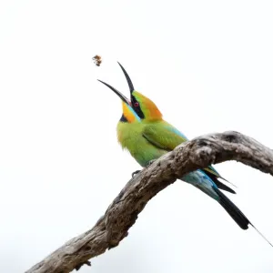 Rainbow Bee-eater