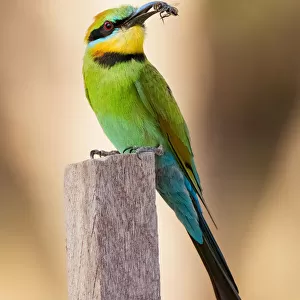 Rainbow Bee-eater with a bee between its beak