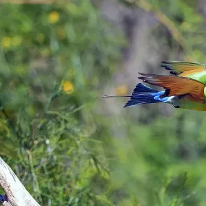 Rainbow Bee-eater in flight Rainbow Bee-eater in flight
