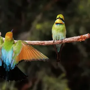 A Rainbow Bee-eater flying in to perch on a tree branch A Rainbow Bee-eater flying in to perch on a tree branch