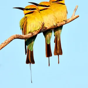 Rainbow Bee Eaters