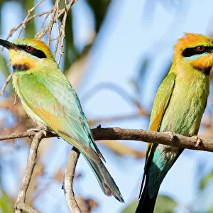 Two Rainbow Bee-eaters one with a dragonfly between its beak