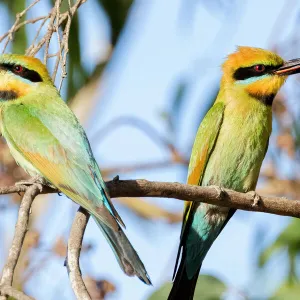 Two Rainbow Bee-eaters one with a dragonfly between its beak