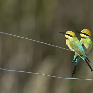 Rainbow Bee-eaters on a fence