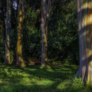 Rainbow Gums Trees Maui