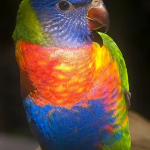 Rainbow Lorikeet