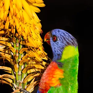Birds Collection: Rainbow Lorikeet