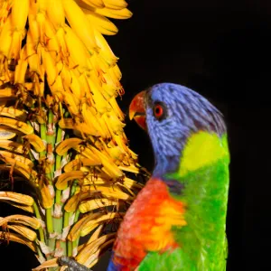 Rainbow lorikeet