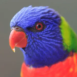 Rainbow Lorikeet
