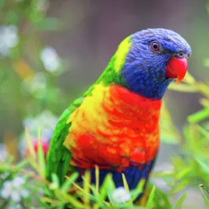 Rainbow Lorikeet