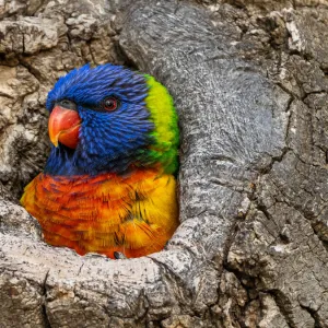 Rainbow Lorikeet