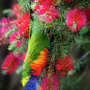 Rainbow lorikeet
