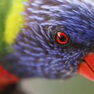 Rainbow lorikeet