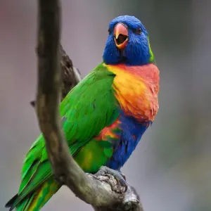 Rainbow Lorikeet