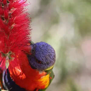 rainbow lorikeet birds
